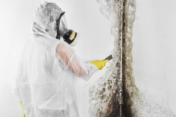 Best HVAC Mold Remediation in Brooklet, GA