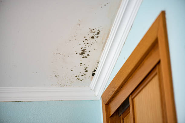 Best Commercial Mold Remediation in Brooklet, GA