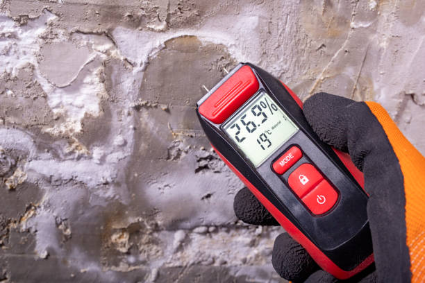 Best White Mold Remediation in Brooklet, GA