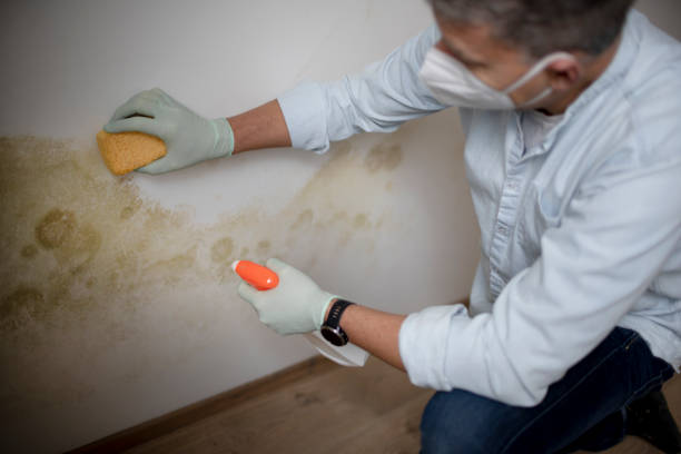 Best Post-Flood Mold Remediation in Brooklet, GA