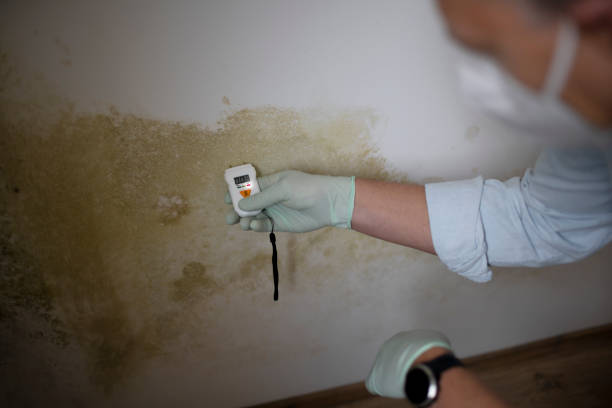 Best White Mold Remediation in Brooklet, GA