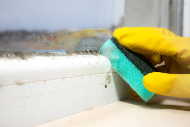Best Basement Mold Remediation in Brooklet, GA