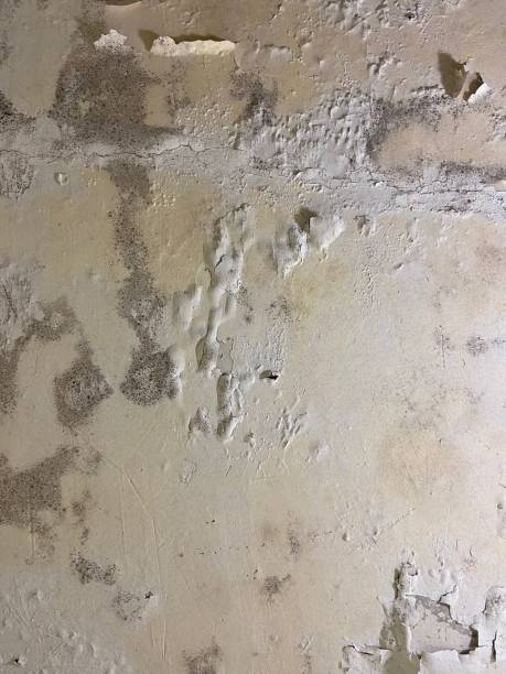 Best Black Mold Remediation in Brooklet, GA
